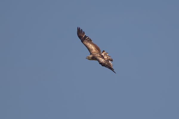 Short-toed Snake Eagle