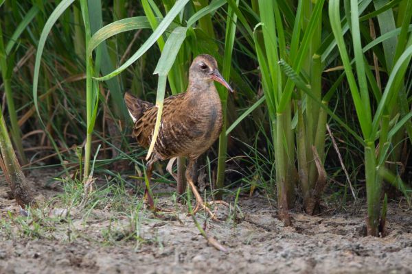 Water Rail