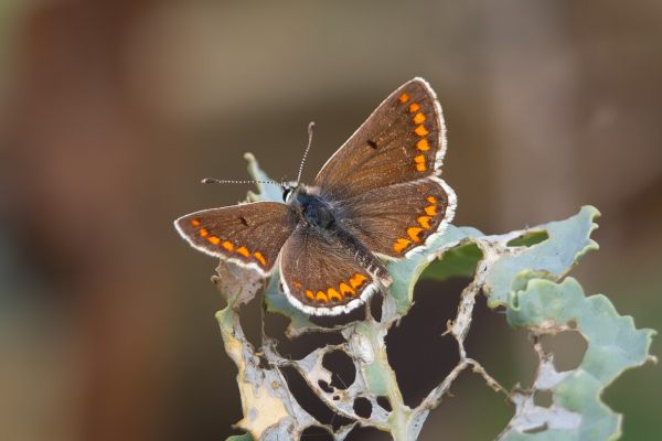 Brown Argus