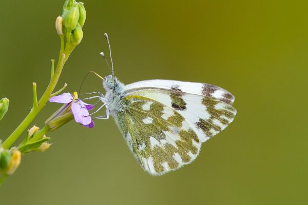 Eastern Bath White