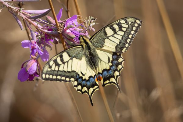 Swallowtail
