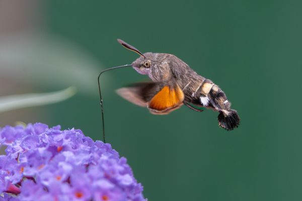 Humming-bird Hawk Moth