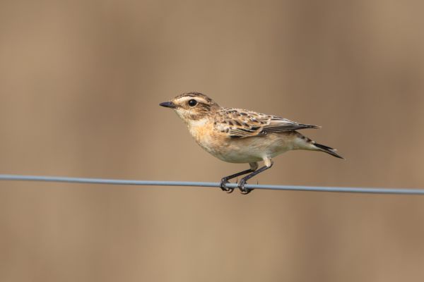 Whinchat