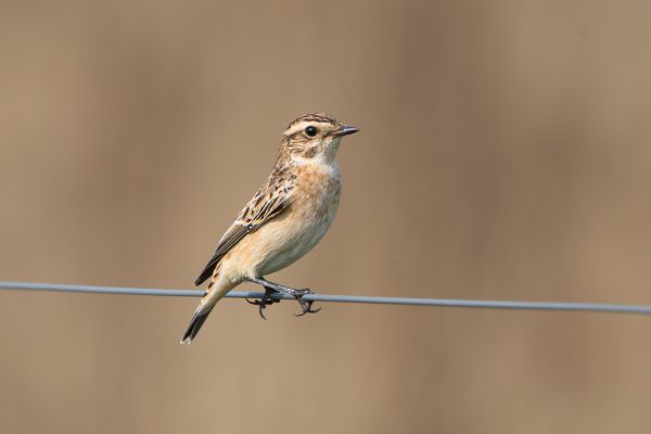 Whinchat