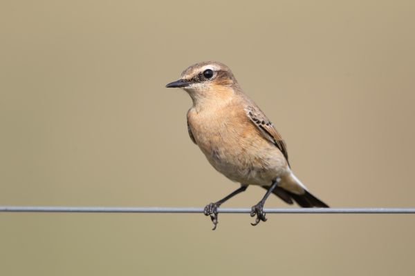 Northern Wheatear
