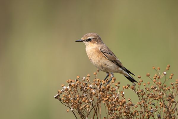 Northern Wheatear