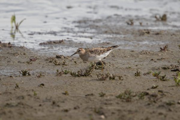 Pectoral Sandpiper