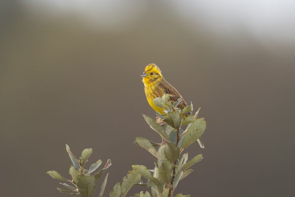 Yellowhammer