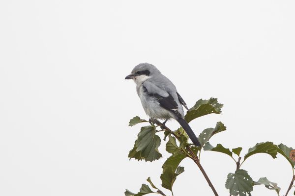 Great Grey Shrike