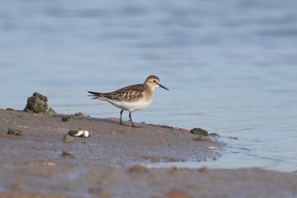 Baird's Sandpiper
