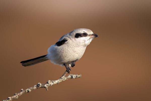 Great Grey Shrike