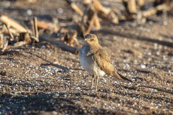 Black-winged Pratincole