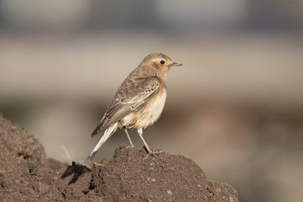 Pied Wheatear