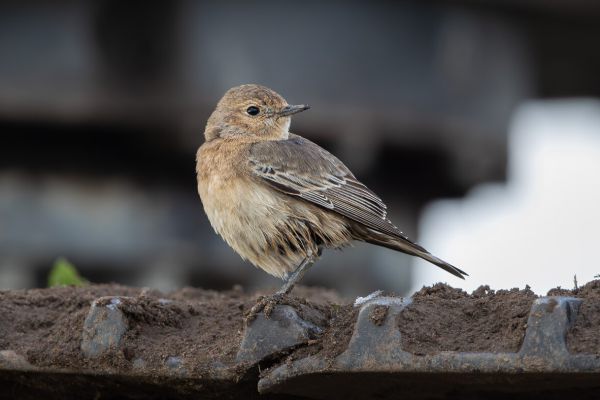 Pied Wheatear