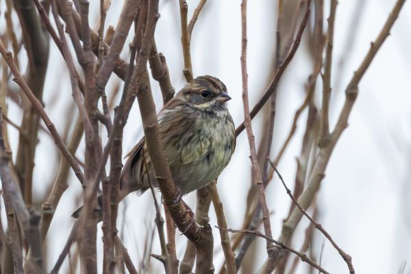 Black-headed Bunting