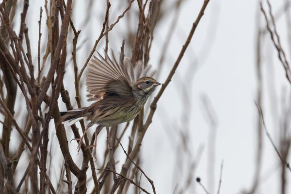 Black-headed Bunting