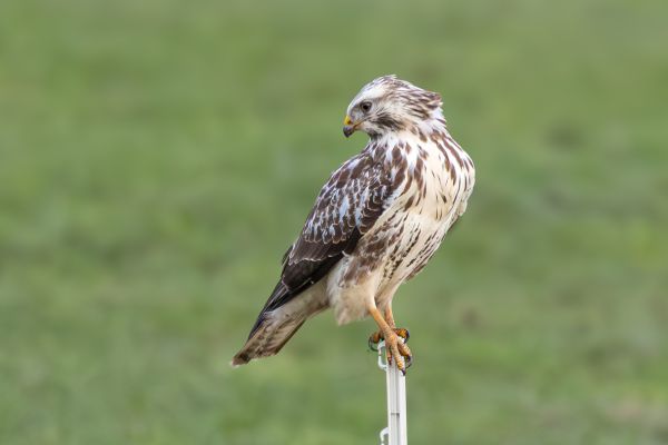Common Buzzard