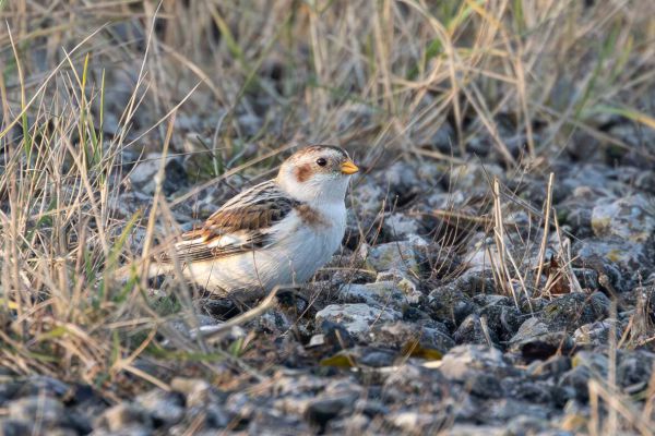 Snow Bunting