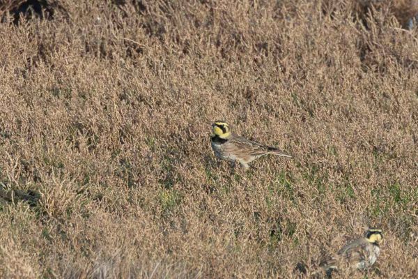 Horned Lark