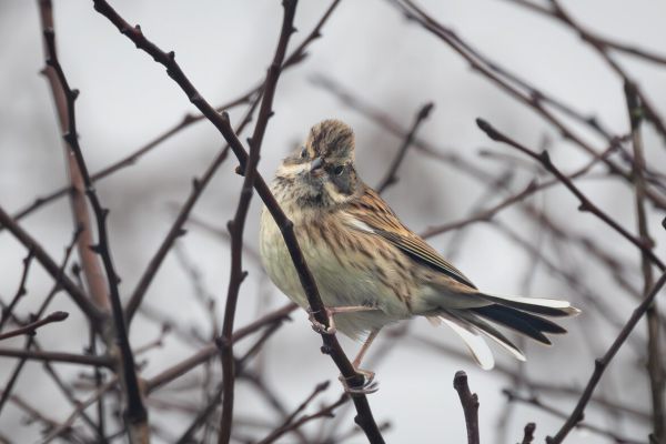 Black-faced Bunting