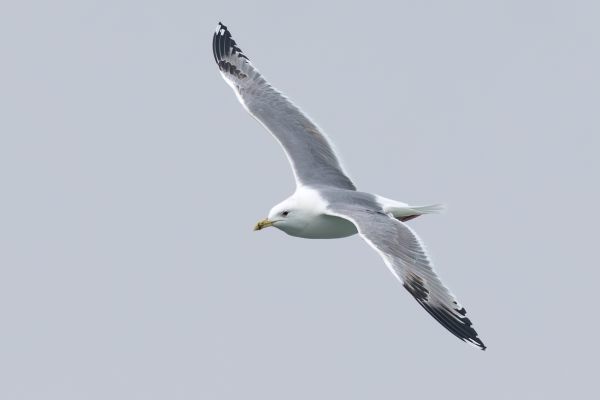 Caspian Gull