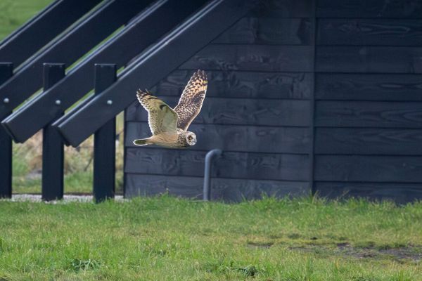Short-eared Owl