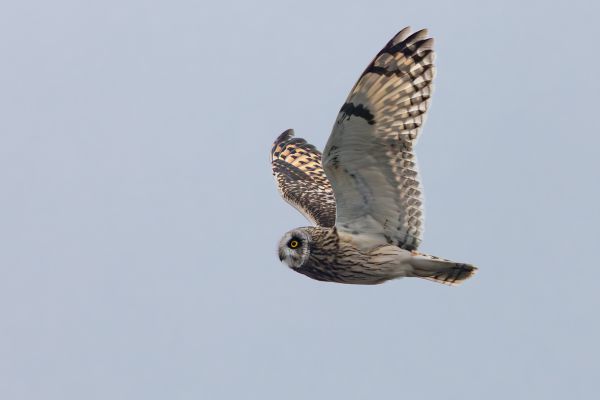Short-eared Owl