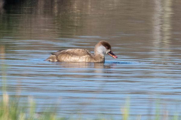 Red-crested Pochard