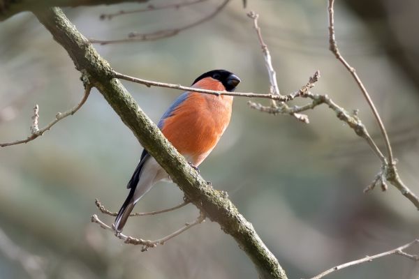 Eurasian Bullfinch