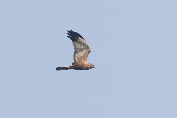 Western Marsh Harrier
