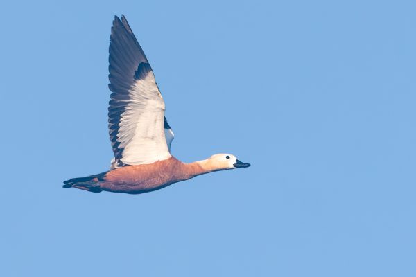 Ruddy Shelduck