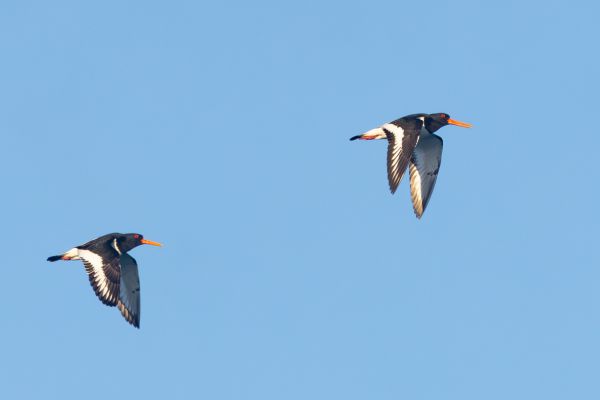 Eurasian Oystercatcher