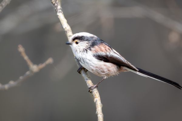 Long-tailed Tit