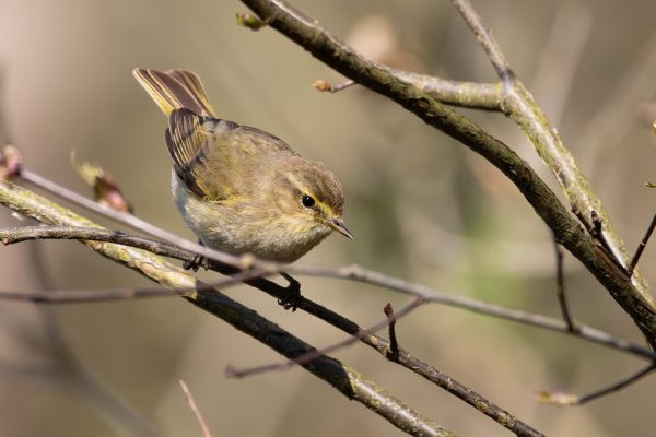 Common Chiffchaff