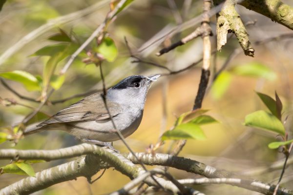 Eurasian Blackcap