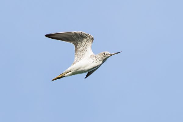 Common Greenshank
