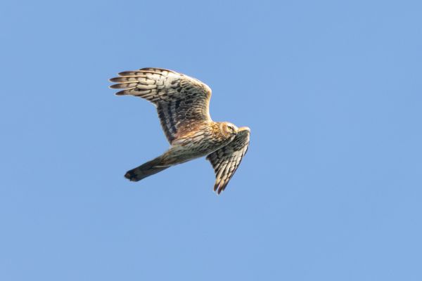 Hen Harrier