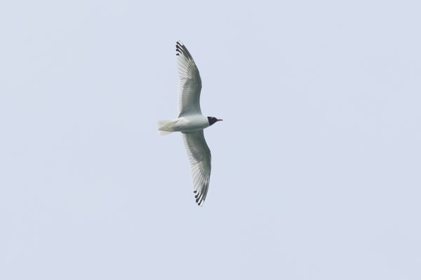 Mediterranean Gull