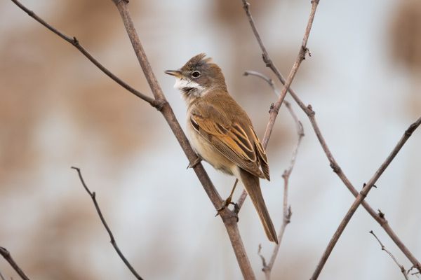 Common Whitethroat
