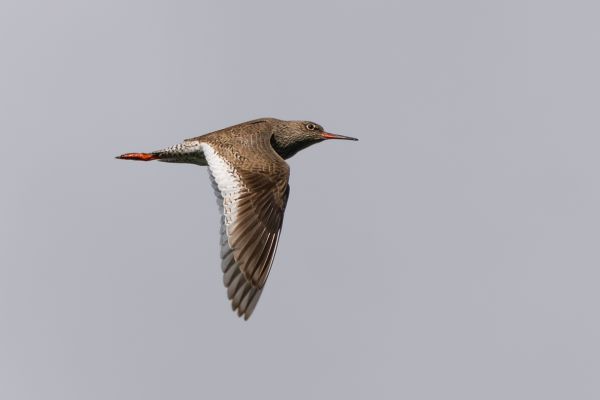 Common Redshank