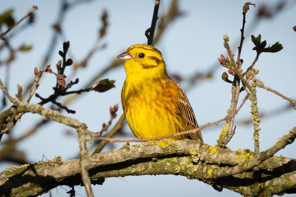 Yellowhammer