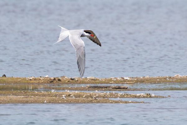 Common Tern