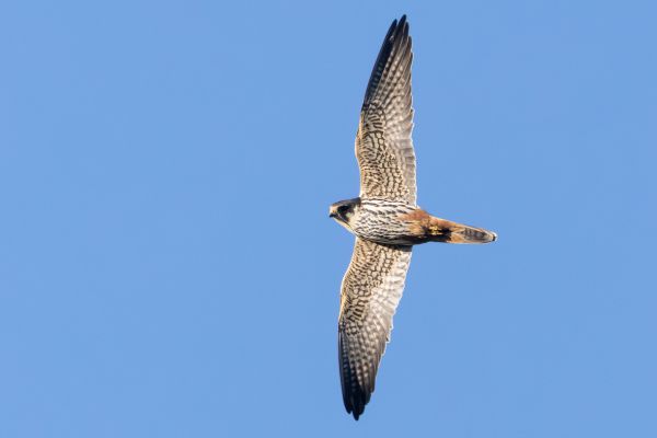 Eurasian Hobby