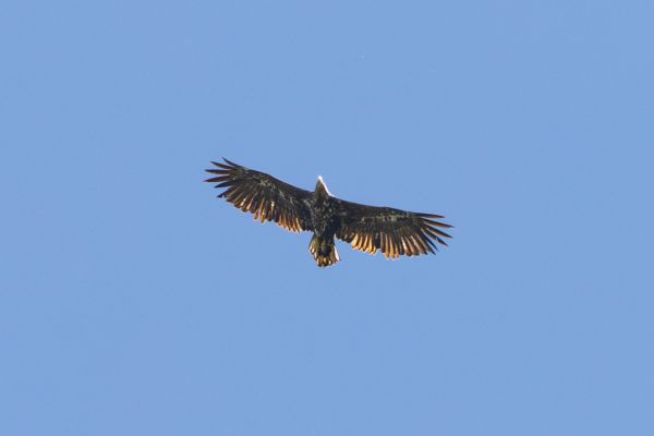 White-tailed Eagle