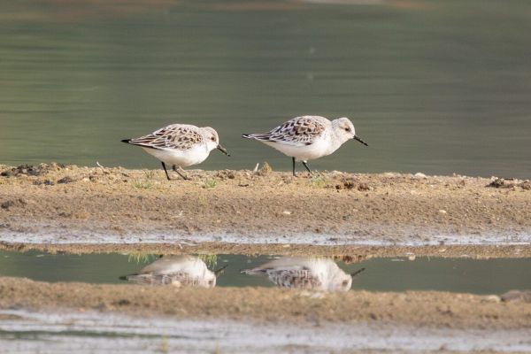 Sanderling