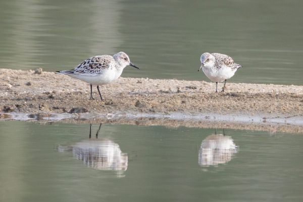 Sanderling
