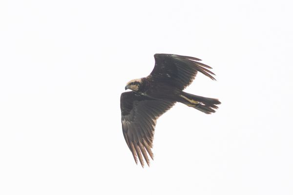 Western Marsh Harrier