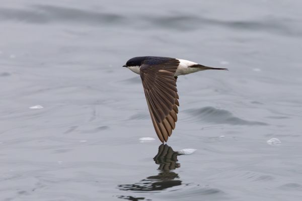 Western House Martin
