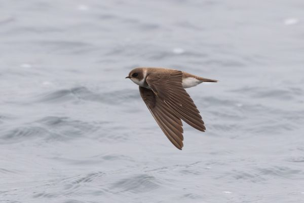 Sand Martin