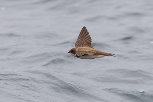 Sand Martin